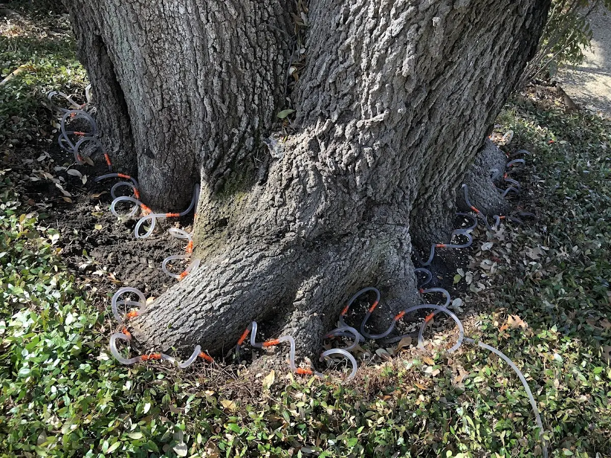Detailed Tree Cabling and Bracing job site in Reddick