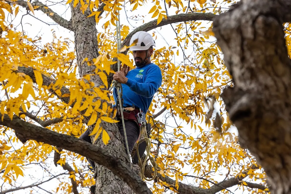 Skilled Storm Damage Cleanup crew working in Reddick